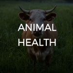 Animal health use case