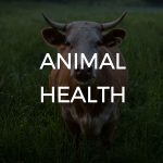 Animal health use case