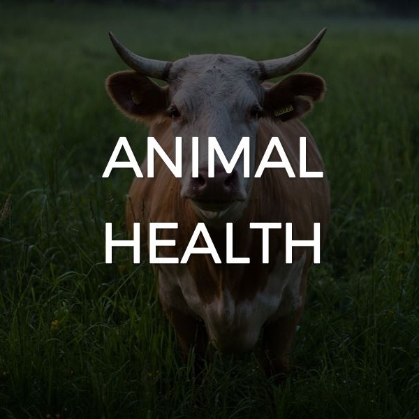 Animal health use case Animal health use case
